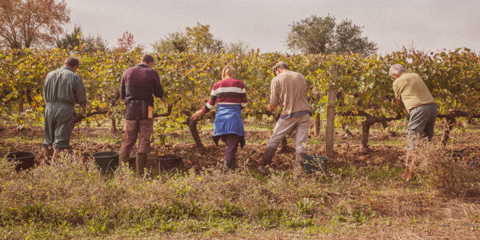 https://lesvignals.fr/wp-content/uploads/2017/12/008_Vendanges-700x350.jpg